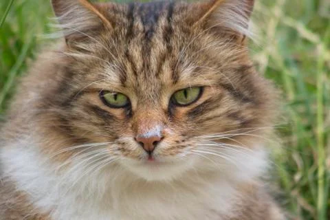Close-up portrait of a cat. Stock Photos