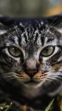 Close-up portrait of a cat  Stock-Fotos