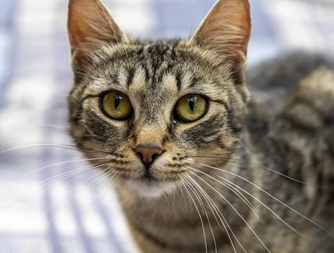A close up portrait of a cat Stock Photos