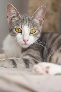 Close-up portrait of a cat Foto stock
