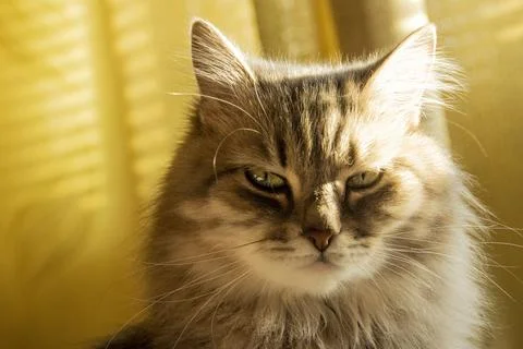 Close up portrait. cat with serious expression Stock Photos