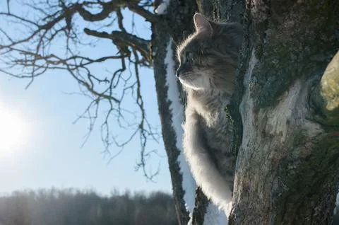 Close-up portrait of cat sitting on tree and looking to the side Stock Photos