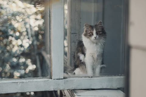 Close up portrait of cat through the window glass Foto stock