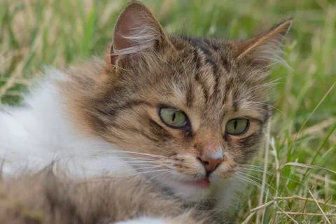 Close-up portrait of a cat with tiger patterns and green eyes. Stock Photos