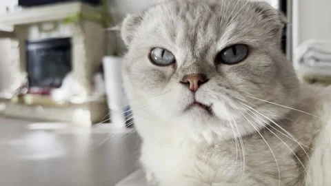 Close-up portrait of a Cattish Fold cat with a crooked protruding tooth looking Stock Footage 272972270