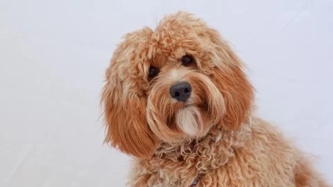 A close portrait of a charming curly brown dog of breed Labradoodle or Cavapoo Stock Footage 311251930