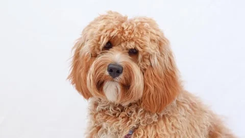A close portrait of a charming curly brown dog of breed Labradoodle or Cavapoo Stock Footage 311251932
