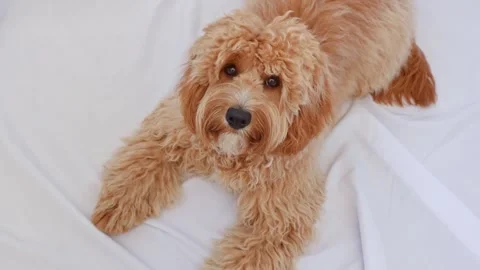 A close portrait of a charming curly brown dog of breed Labradoodle or Cavapoo Stock Footage 311251975