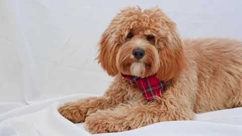 A close portrait of a charming curly brown dog of breed Labradoodle or Cavapoo Stock Footage 311251986