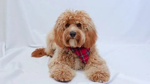 A close portrait of a charming curly brown dog of breed Labradoodle or Cavapoo Stock Footage 311252022