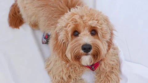 A close portrait of a charming curly brown dog of breed Labradoodle or Cavapoo Stock Footage 311252043