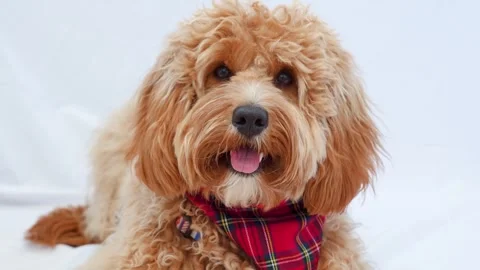 A close portrait of a charming curly brown dog of breed Labradoodle or Cavapoo Stock Footage 311252055