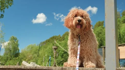 A close portrait of a charming curly brown dog of breed Labradoodle or Cavapoo 스톡 동영상 311252111