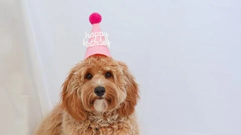 A close portrait of a charming curly brown dog of breed Labradoodle or Cavapoo Stock Footage 311252122