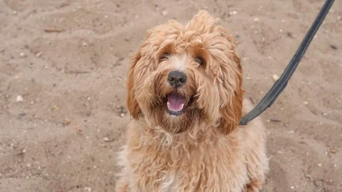 A close portrait of a charming curly brown dog of breed Labradoodle or Cava.. Stock Footage 318574022
