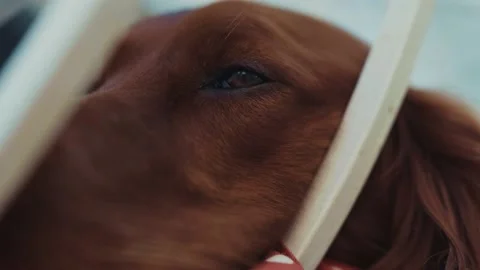Close up portrait of cheerful brown head of beautiful young dog with cute face Stock Footage 138654580