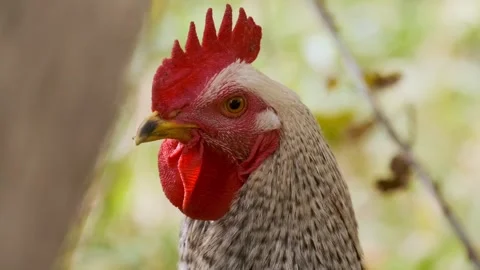 Close-up portrait of chicken head with sharp eye detail and red comb, isolated Stock Footage 334098437
