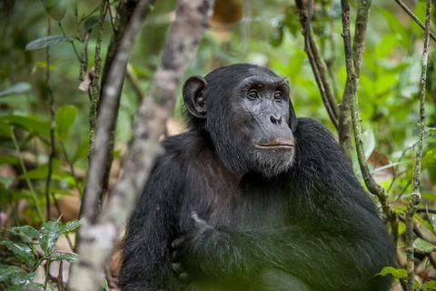 Close up portrait of chimpanzee ( Pan troglodytes ) resting in the jungle. Stock Photos