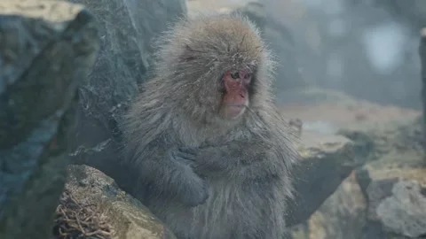 Close-Up Portrait of a Cold Japanese Macaque in Jigokudani Видео 338044444