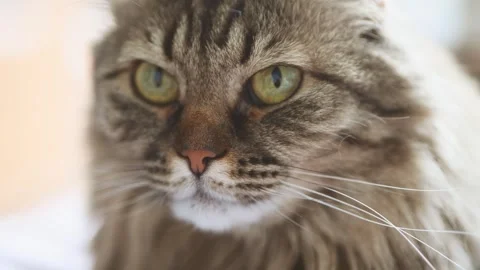 Close-up portrait collage of brown tabby cat with green eyes in soft natura.. Stock Footage 333698919