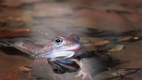 A Close-Up Portrait of a Common Brown Frog Head Peeking Above the Water Surface, Stock Footage 318425005