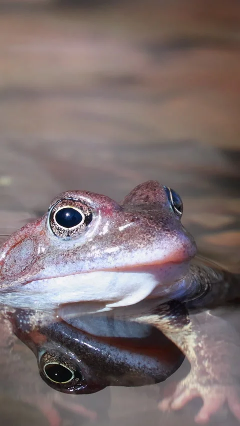 A Close-Up Portrait of a Common Brown Frog Head Peeking Above the Water Surface, Stock Footage 322979682