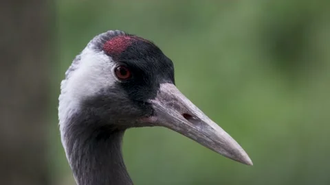 Close Up Portrait Of Common Crane Head, Bird, Slow Motion, UK 2020 Stock Footage 137698021