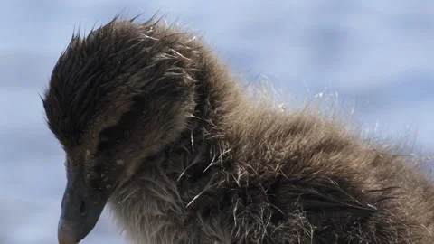 Close-Up Portrait of a Common Eider Duckling Preening in Icelandic Coastal Video stock 339636133