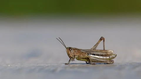 Close-up portrait of common locust, cricket, or grasshopper. Video stock 288736698