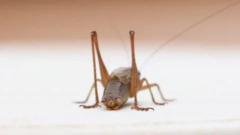 Close-up portrait of common locust, cricket, or grasshopper. Stock Footage 314229757