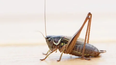 Close-up portrait of common locust, cricket, or grasshopper. Stock Footage 314230238