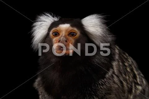 Close-up portrait of Common Marmoset, Callithrix jacchus Isolated Black Stock Photos
