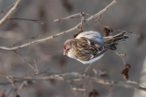 Close up portrait of common redpoll, winter background. Foto stock