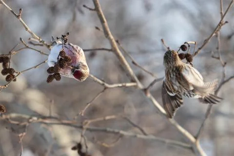 Close up portrait of common redpoll, winter background. Stock Photos