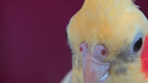 Close-up portrait of a Corella parrot looking into the camera. 4k Stock Footage 141540817
