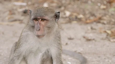 Close up portrait of crab eating macaque sitting on roadside showing alert and Vídeos de archivo 313315995