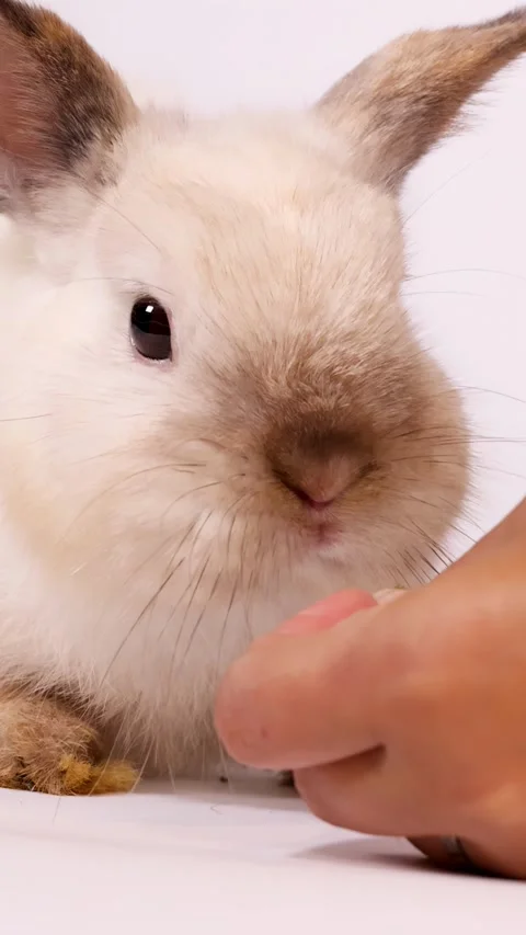 Close Up Portrait of a Cream Dwarf Rabbit Being Hand Fed Pellets Stock Footage 328333351