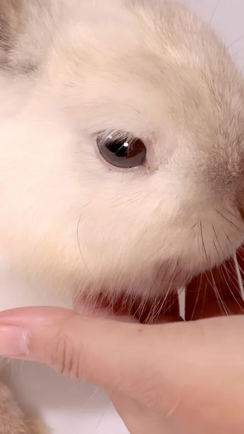 Close Up Portrait of a Cream Dwarf Rabbit Being Hand Fed Stock Footage 328691151