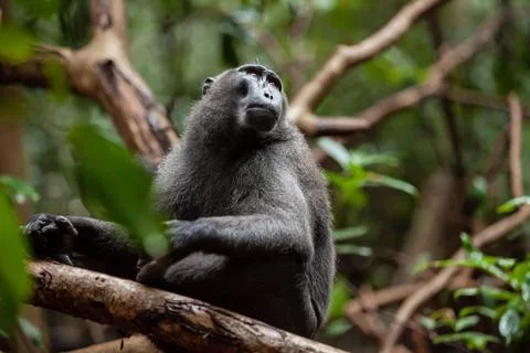 Close-up portrait of the crested black macaque who is looking up, Tangkoko Stock Photos