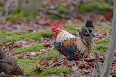 Close-Up Portrait of a Crested Rooster Stock Photos