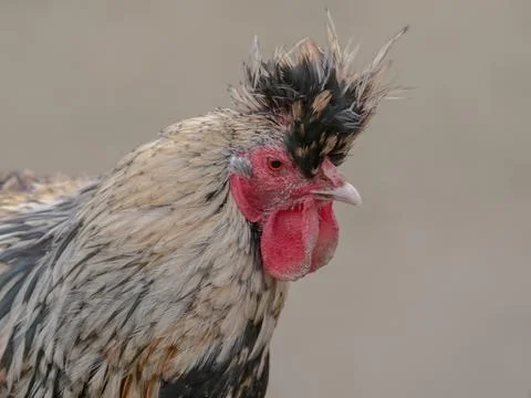 Close-Up Portrait of a Crested Rooster Stock Photos