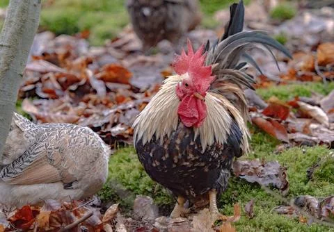 Close-Up Portrait of a Crested Rooster Stock Photos