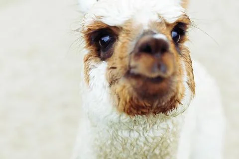 Close-up portrait of a curious alpaca, showcasing its expressive eyes Stock Photos