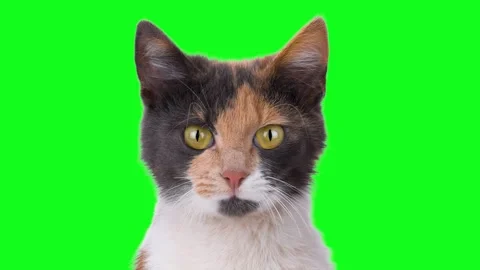 Close-up portrait of curious calico cat on green screen. Animated cinemagraph Video stock 331127409