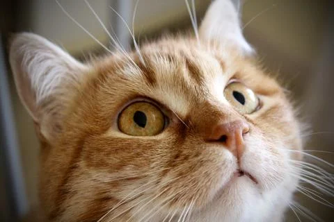 Close-up Portrait of a Curious Ginger Cat 写真素材