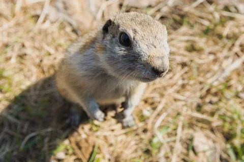 Close-up portrait of a curious gopher sitting in a field Stock Photos