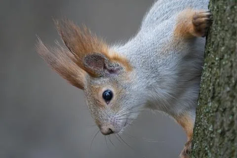 Close up portrait of curious squirrel Stock Photos