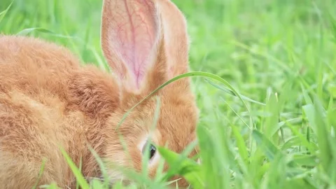 Close-up portrait of Cute adorable red fluffy whiskered bunny ,muzzle sitting on Video stock 199497569