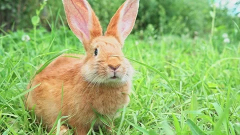 Close-up portrait of Cute adorable red fluffy whiskered bunny ,muzzle sitting on Stock Footage 199498253