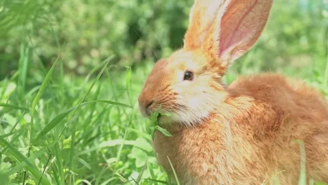 Close-up portrait of Cute adorable red fluffy whiskered bunny ,muzzle sitting on Video stock 199498526